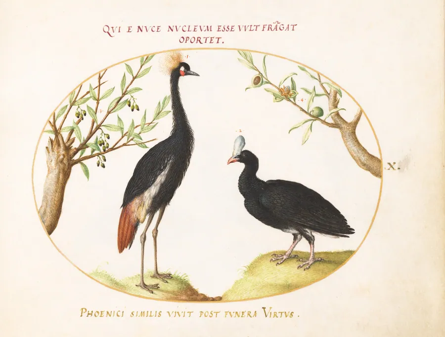 Plate 10: Gray Crowned Crane and Helmeted Curassow by Joris Hoefnagel