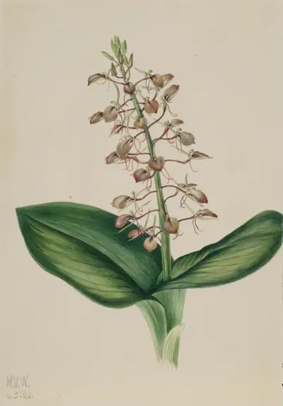 Lily Twayblade (Liparis liliifolia)