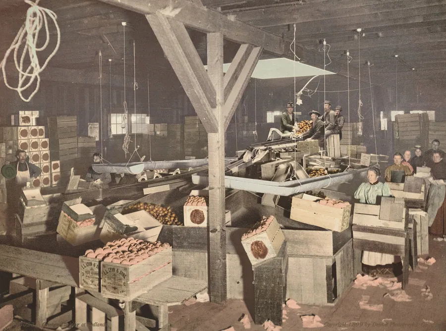 Orange Packing at Redlands by American 19th Century