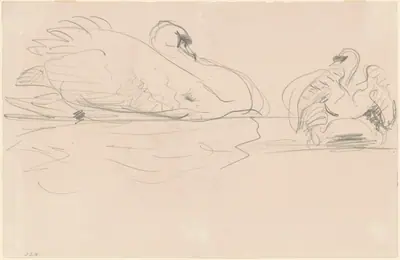 Swans in the Water