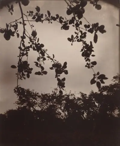Branche de pommier