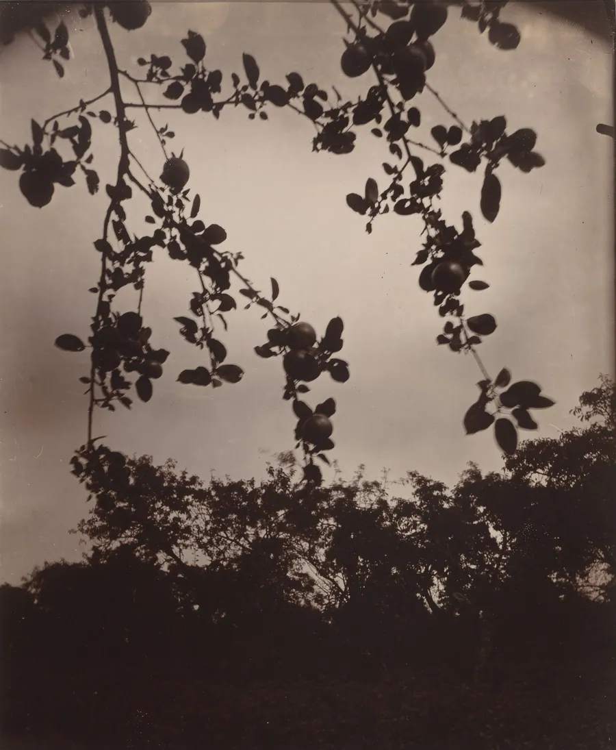 Branche de pommier by Eugène Atget