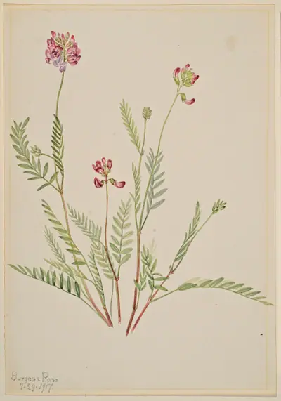 Alpine Vetch (Astragalus bourgovii)