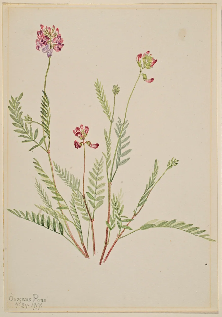 Alpine Vetch (Astragalus bourgovii) by Mary Vaux Walcott, born Philadelphia, PA 1860-died St. Andrews, New Brunswick, Canada 1940