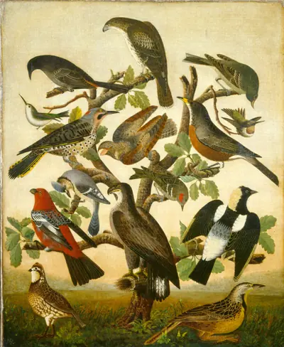 Birds