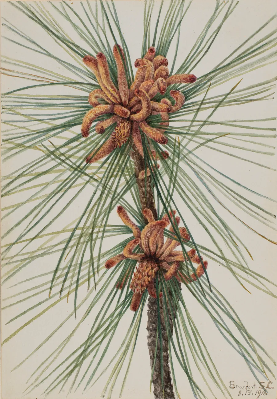 Loblolly Pine (Pinus taeda) by Mary Vaux Walcott, born Philadelphia, PA 1860-died St. Andrews, New Brunswick, Canada 1940