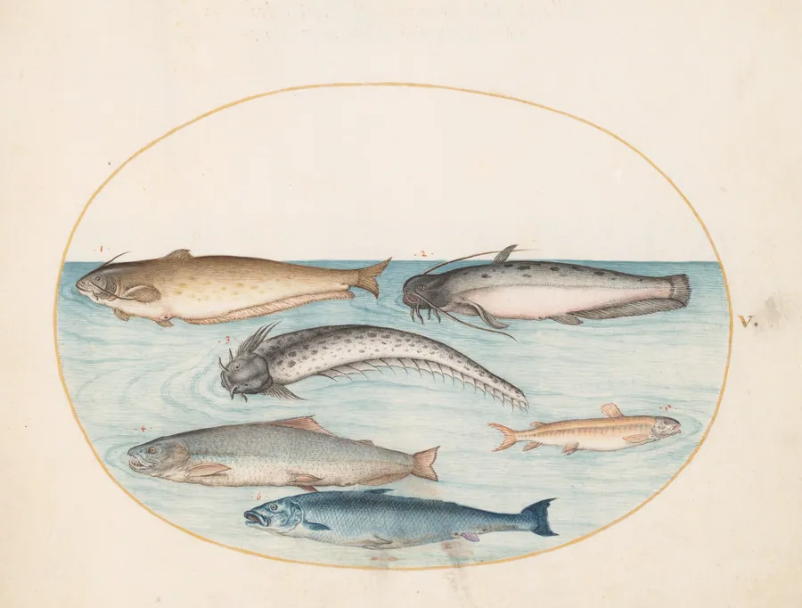 Plate 5: Three Catfish, a Salmon, and Two Other Fish by Joris Hoefnagel