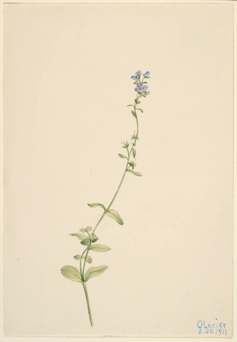 Veronica serpyllifolia by Mary Vaux Walcott, born Philadelphia, PA 1860-died St. Andrews, New Brunswick, Canada 1940