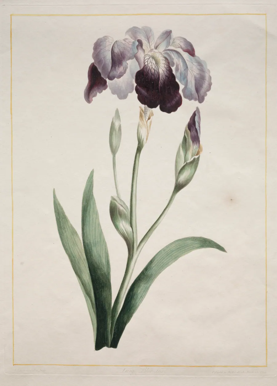 Japanese Iris (Large Blue Iris) by John Edwards