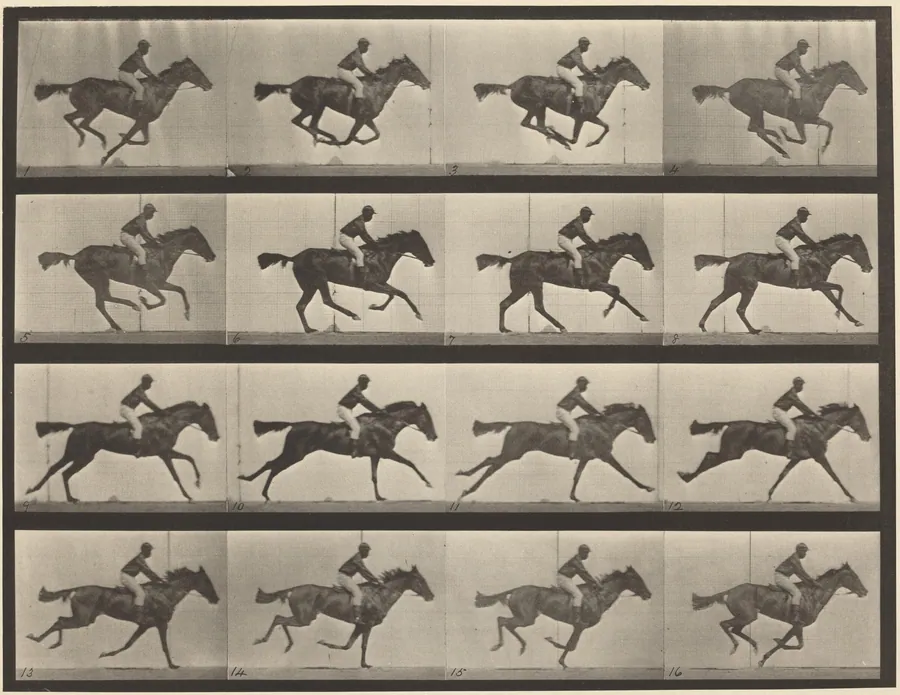 Plate Number 626. Gallop, thoroughbred bay mare, Annie G. by Eadweard Muybridge