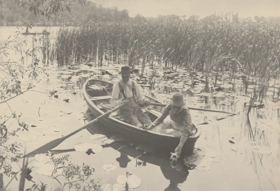 Gathering Water-Lilies by Peter Henry Emerson
