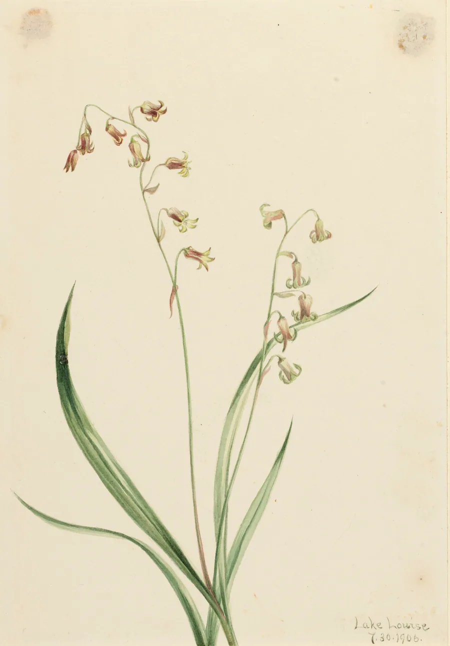 Bronzebells (Stenanthium occidentale) by Mary Vaux Walcott, born Philadelphia, PA 1860-died St. Andrews, New Brunswick, Canada 1940