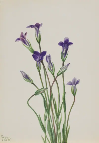 Gentian (Gentiana holopetala)