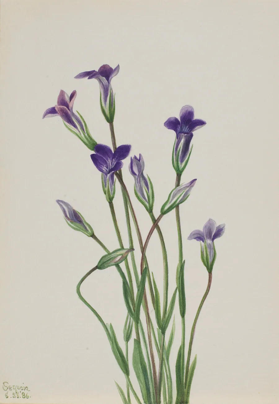 Gentian (Gentiana holopetala) by Mary Vaux Walcott, born Philadelphia, PA 1860-died St. Andrews, New Brunswick, Canada 1940