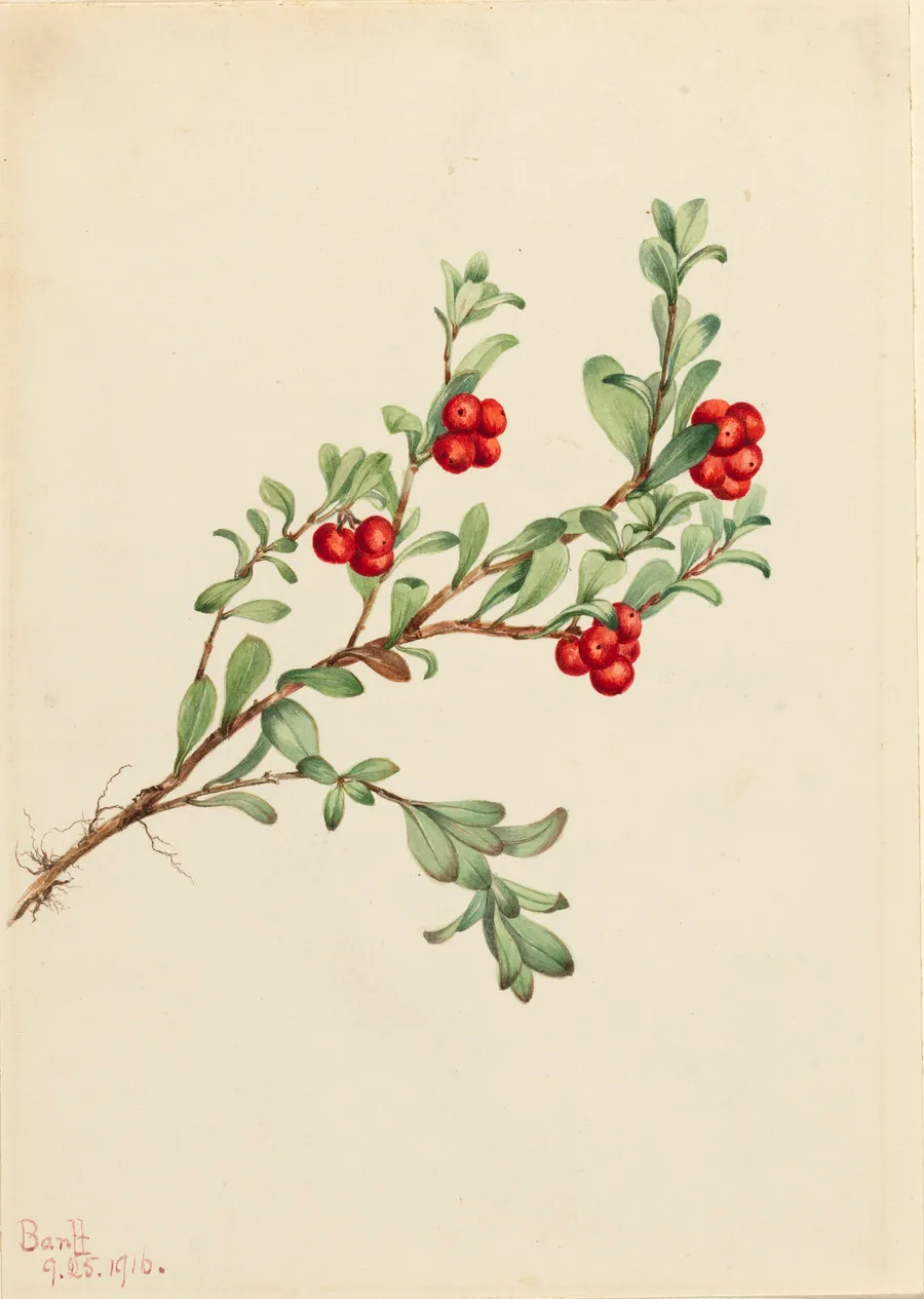 Bearberry (Arctostaphylos uva-ursi) by Mary Vaux Walcott, born Philadelphia, PA 1860-died St. Andrews, New Brunswick, Canada 1940