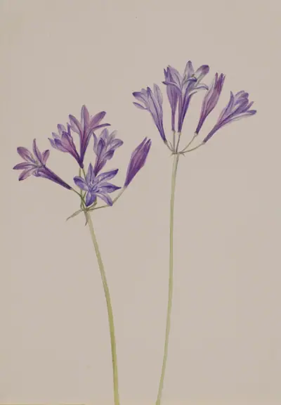 Grass Nut (Brodiaea laxa)