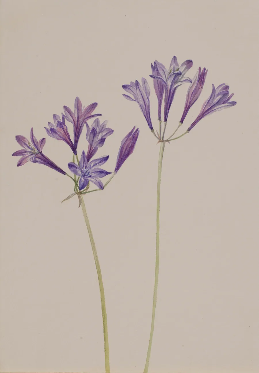 Grass Nut (Brodiaea laxa) by Mary Vaux Walcott, born Philadelphia, PA 1860-died St. Andrews, New Brunswick, Canada 1940