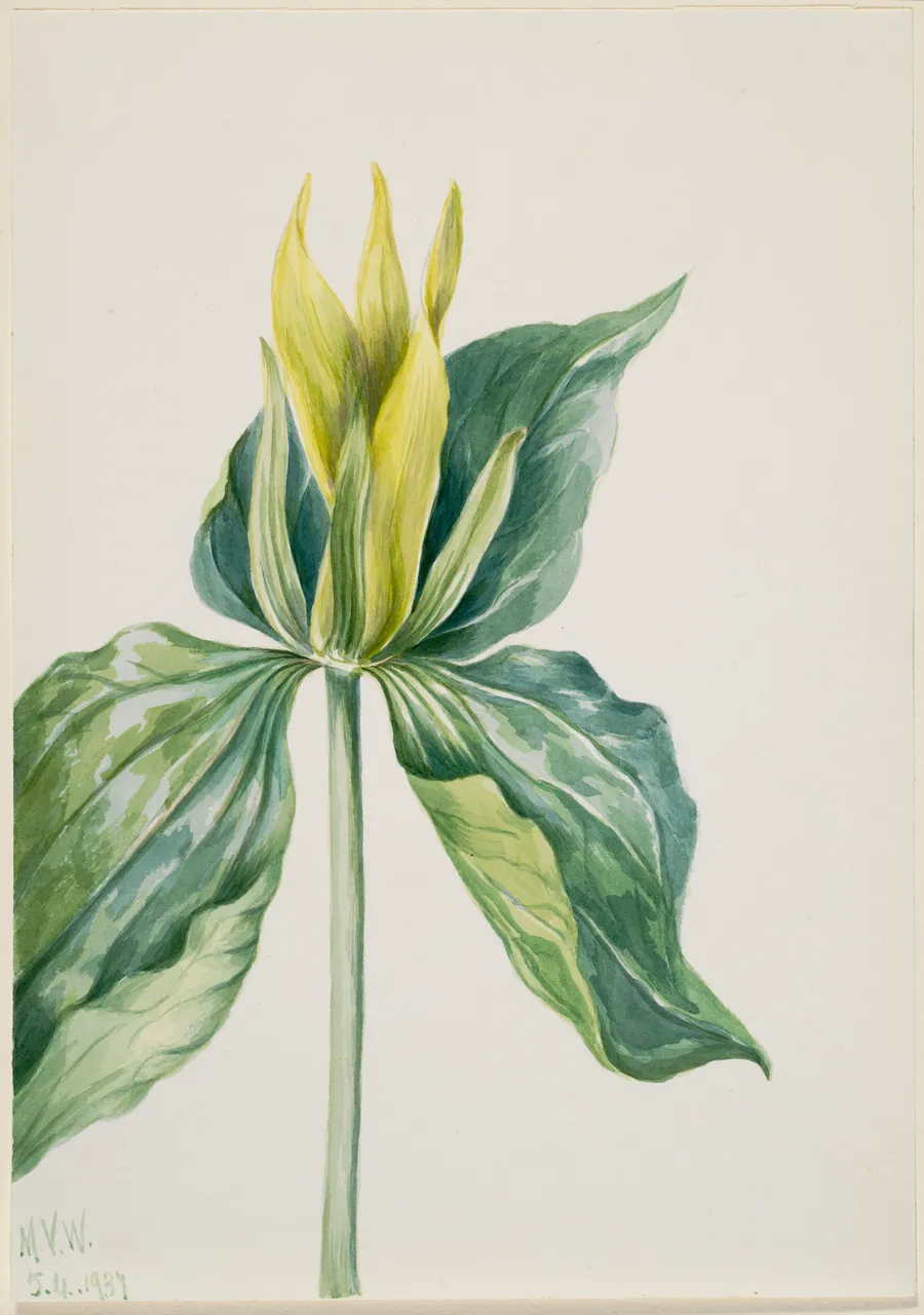 Wake-Robin (Trillium underwoodii) by Mary Vaux Walcott, born Philadelphia, PA 1860-died St. Andrews, New Brunswick, Canada 1940