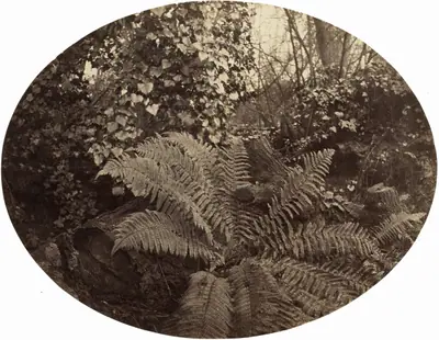 Winter Fronds of the Prickly Fern