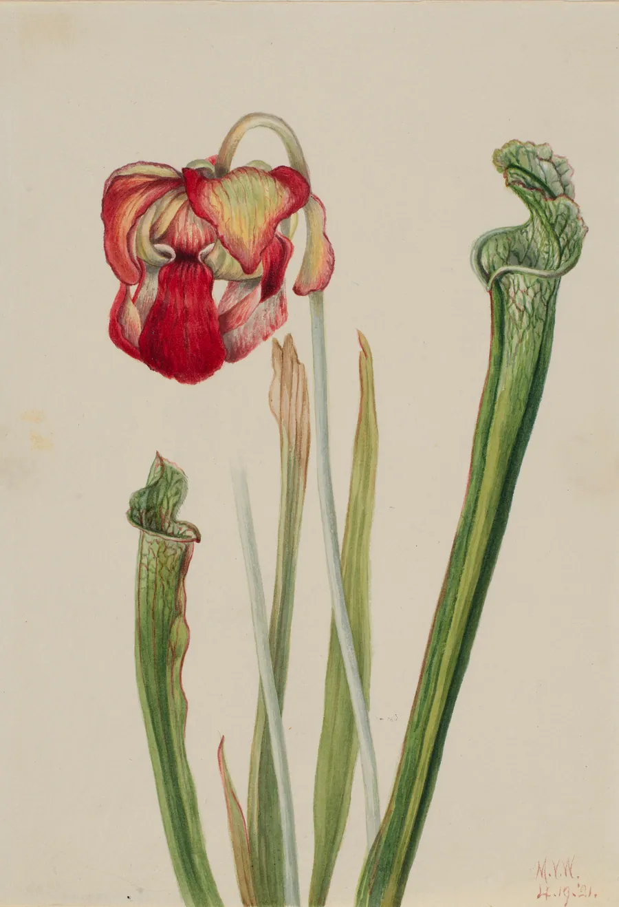 Drummond Pitcherplant (Sarracenia drummondii) by Mary Vaux Walcott, born Philadelphia, PA 1860-died St. Andrews, New Brunswick, Canada 1940