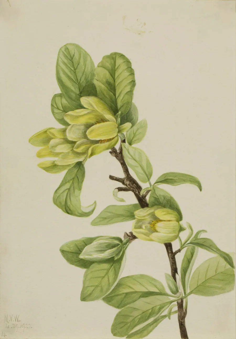 Yellow Cucumbertree (Magnolia cordata) by Mary Vaux Walcott, born Philadelphia, PA 1860-died St. Andrews, New Brunswick, Canada 1940