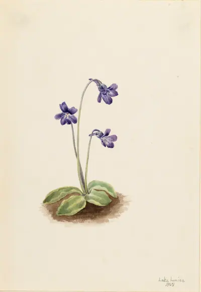 Northern Butterwort (Pinguicula vulgaris)