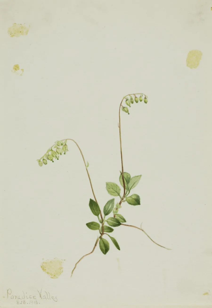 Sidebells Pyrola (Pyrola secunda) by Mary Vaux Walcott, born Philadelphia, PA 1860-died St. Andrews, New Brunswick, Canada 1940