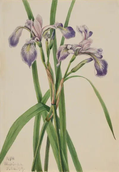 Blueflag Iris (Iris versicolor)