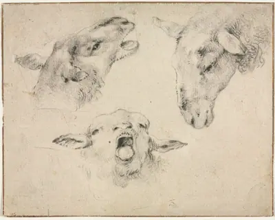 Sheep Heads