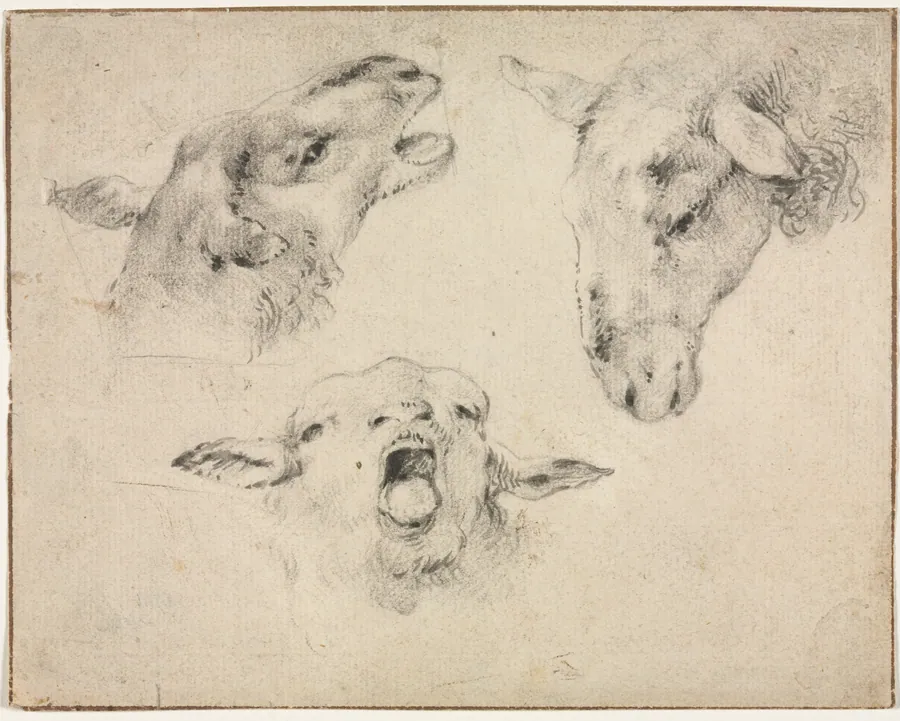 Sheep Heads by Wouter Verschuur