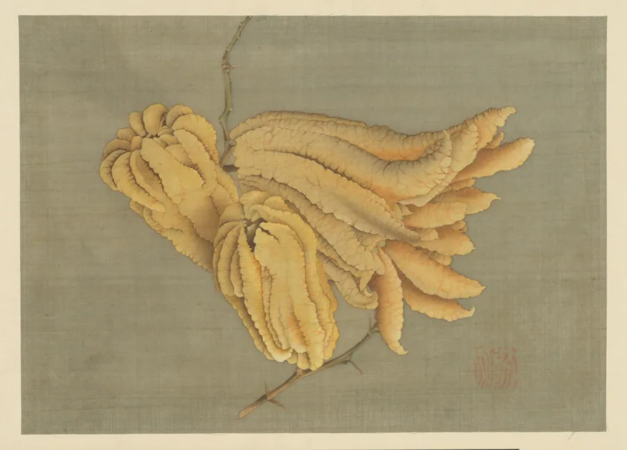 仏手柑図|Buddha’s Hand Citron (Busshukan) by Katsushika Hokusai