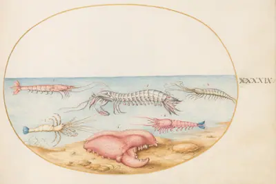 Plate 49: Mantis Shrimp and the Claw of a European Crayfish
