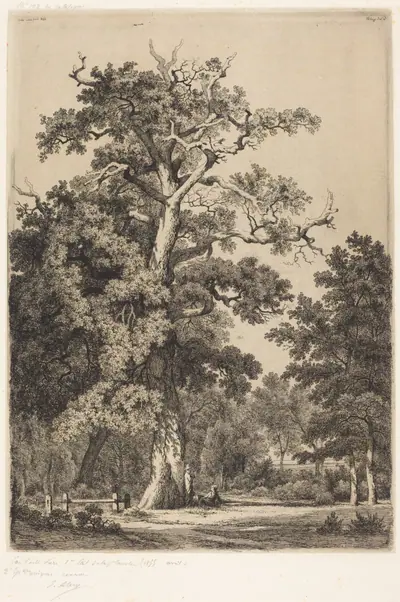 Ancient Oak in the Bois de Boulougne