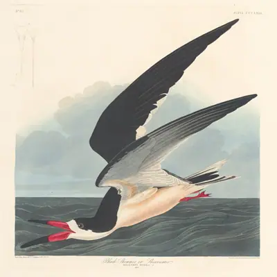 Black Skimmer