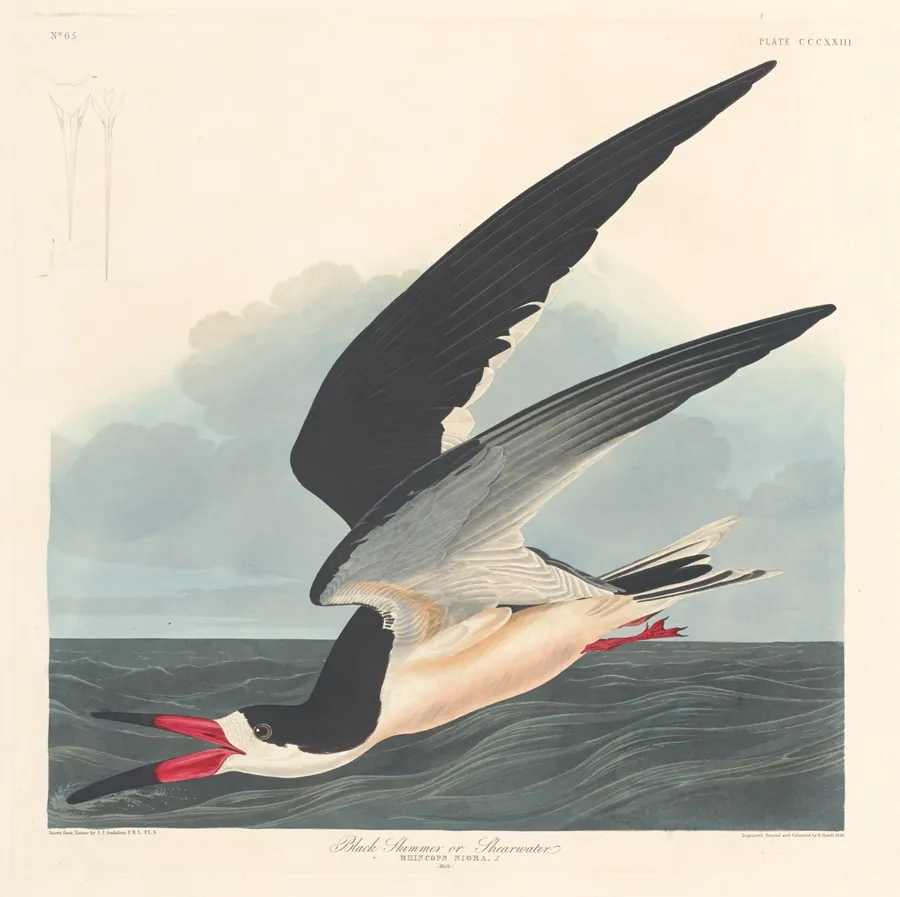 Black Skimmer by Robert Havell, Jr.