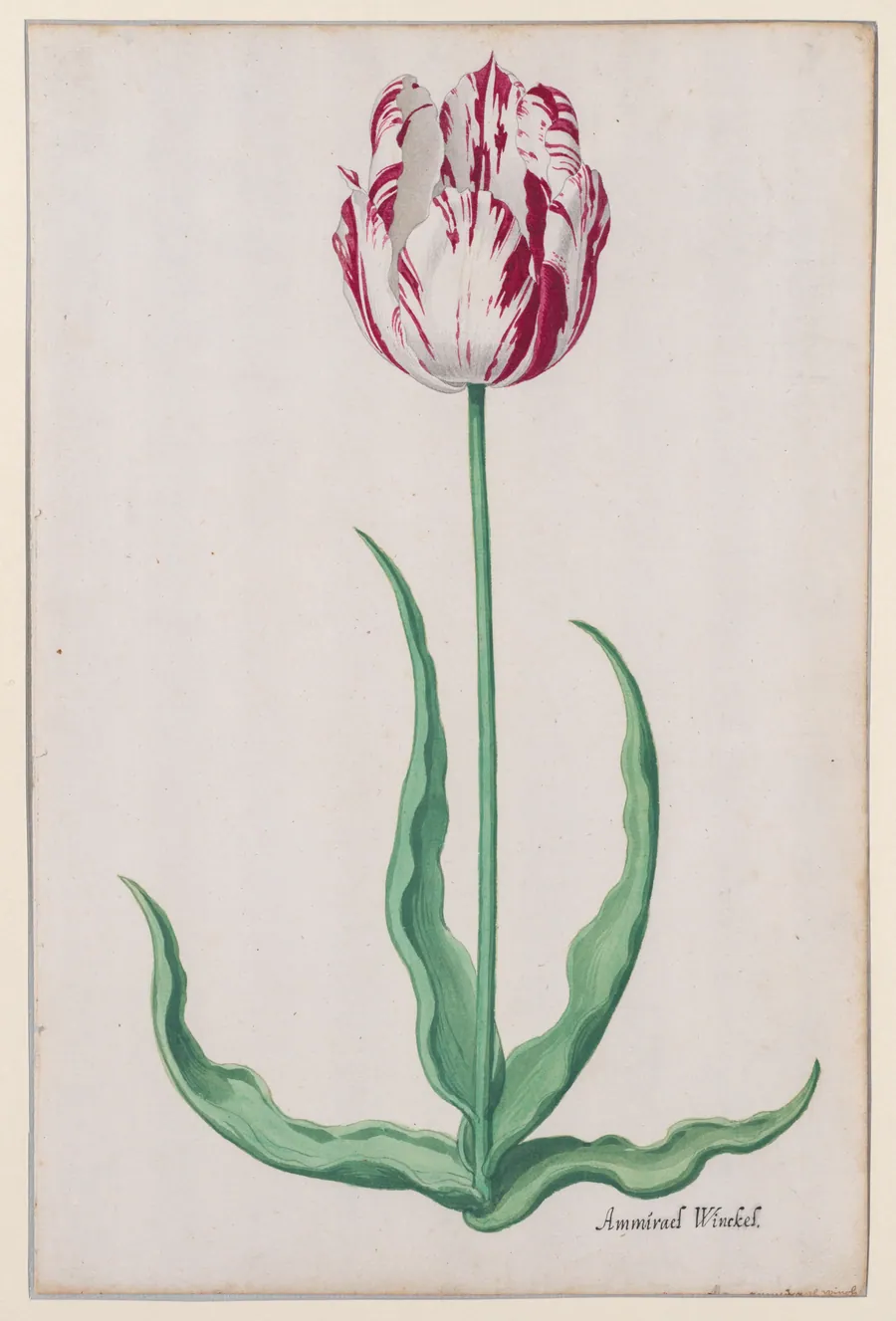Study of a Tulip (Ammirael Winckel) by Pieter Holsteyn II
