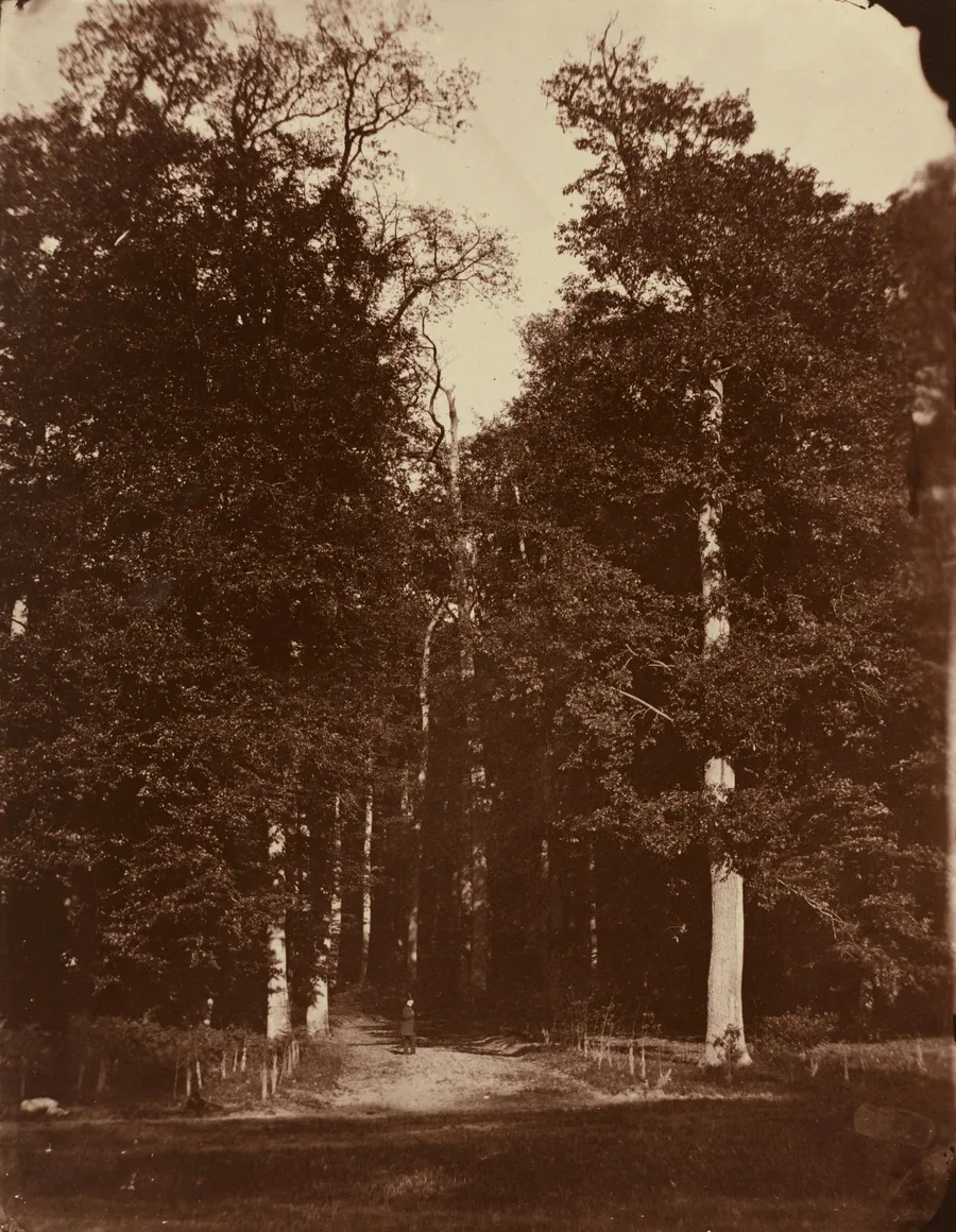 Forest at Saint-Cloud by Louis-Rémy Robert
