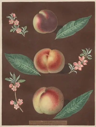 Pomona Britannica: No. 33 - Peaches