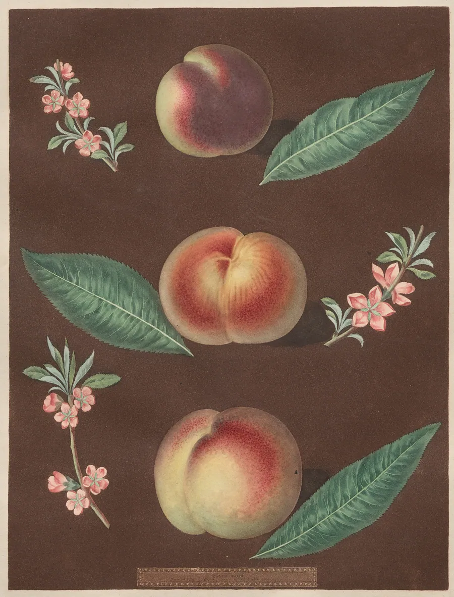 Pomona Britannica: No. 33 - Peaches by George Brookshaw