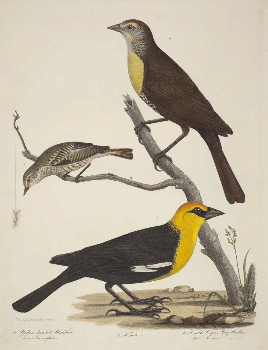 Yellow-headed Blackbird, Female Blackbird, and Female Cape May Warbler by Alexander Lawson