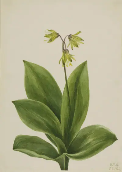 Blue Bead (Clintonia borealis)