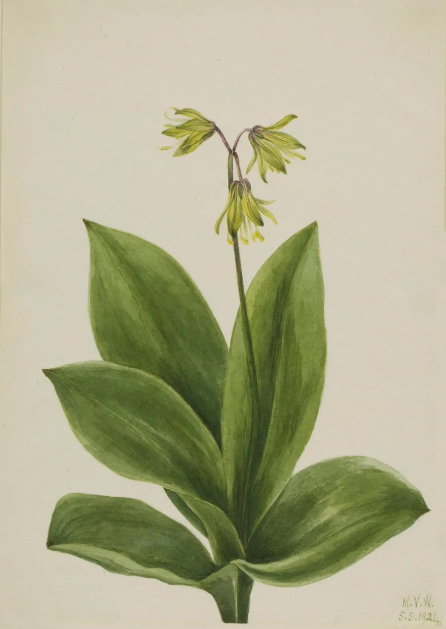 Blue Bead (Clintonia borealis) by Mary Vaux Walcott, born Philadelphia, PA 1860-died St. Andrews, New Brunswick, Canada 1940