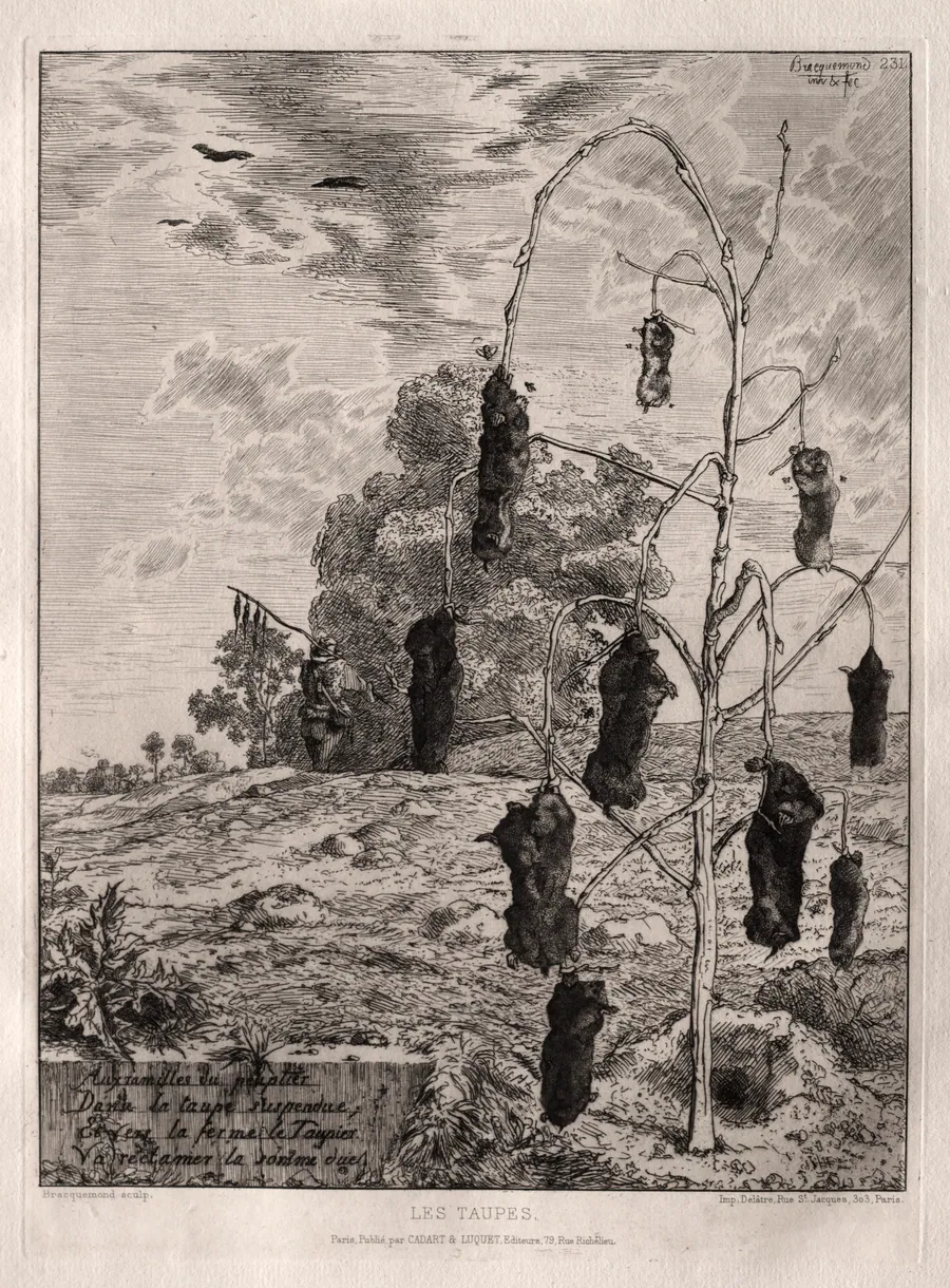 Moles by Félix Bracquemond