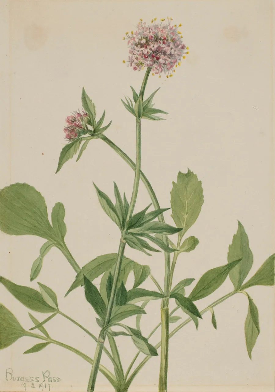 Heliotrope Valerian (Valeriana sitchensis) by Mary Vaux Walcott, born Philadelphia, PA 1860-died St. Andrews, New Brunswick, Canada 1940