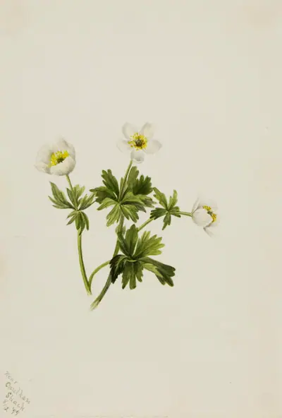 White Globeflower (Trollius albiflorus)