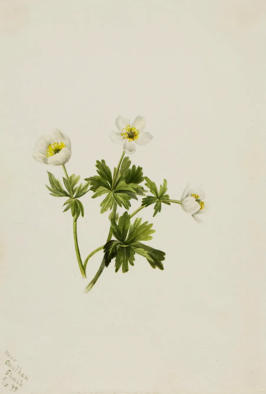 White Globeflower (Trollius albiflorus) by Mary Vaux Walcott, born Philadelphia, PA 1860-died St. Andrews, New Brunswick, Canada 1940