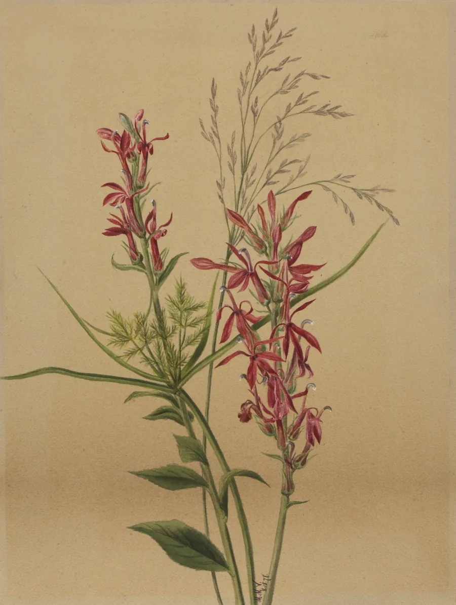 Cardinal Flower (Lobelia cardinalis) by Mary Vaux Walcott, born Philadelphia, PA 1860-died St. Andrews, New Brunswick, Canada 1940