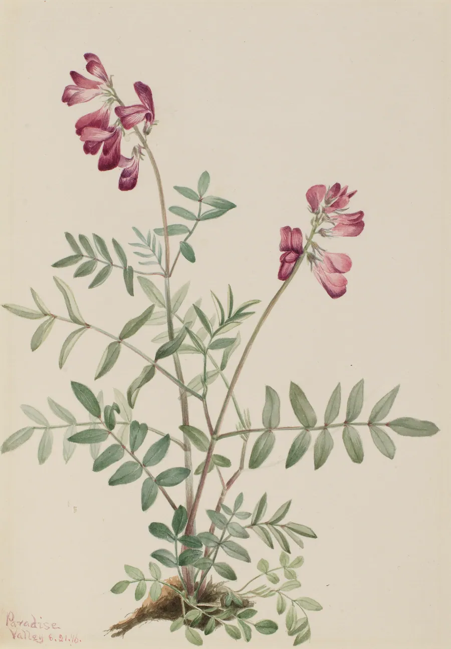 Northern Hedysarum (Hedysarum boreale) by Mary Vaux Walcott, born Philadelphia, PA 1860-died St. Andrews, New Brunswick, Canada 1940