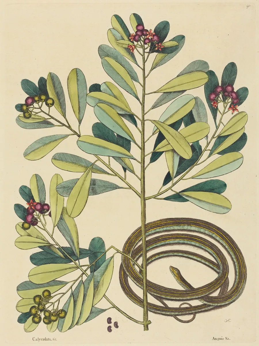 The Ribbon Snake (Coluber saurita) by Mark Catesby