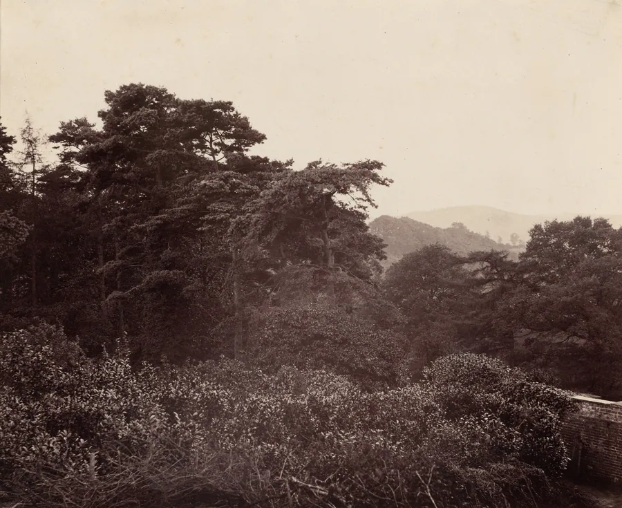 Study of Foliage by Major Francis Gresley